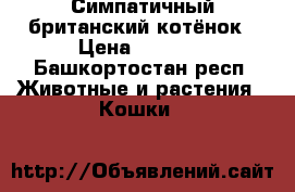 Симпатичный британский котёнок › Цена ­ 3 000 - Башкортостан респ. Животные и растения » Кошки   